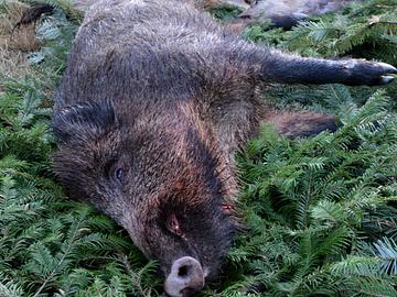 Schweinereien