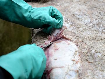 Schweinereien