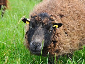 Bretonische Wolle