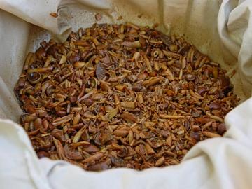 Färben mit Pilzen